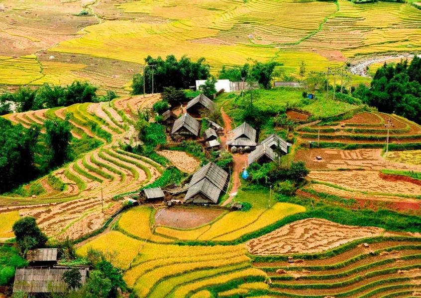 Aerial view of Ta Van village amid golden rice terraces